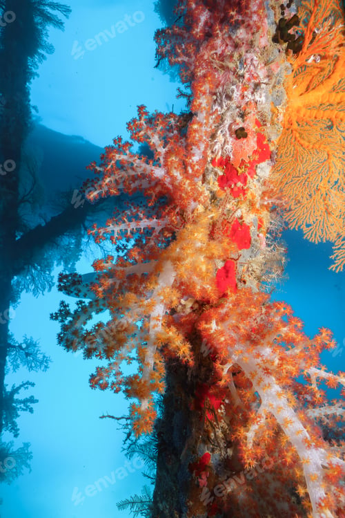 Preview: coral reef macro ,texture, abstract marine ecosystem background on a coral reef