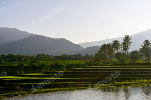 Preview: Beautiful morning view indonesia Panorama Landscape paddy fields