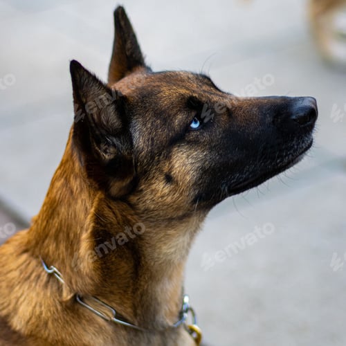 Preview: Belgian Malinois dog with blue eyes.