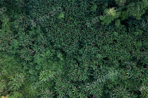 Preview: high angle tropical forest and road into the forest