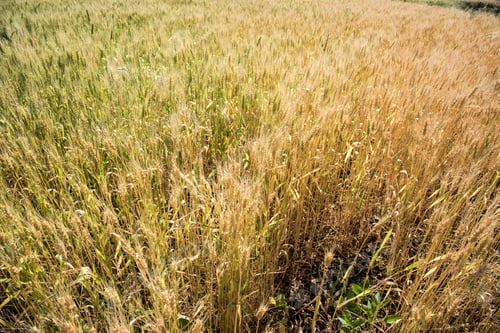 Preview: Close up golden wheat field in harvest season with sunlight
