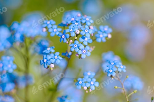 Preview: Beautiful flowers against the background of green plants