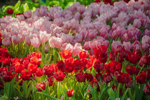 Preview: Beautiful tulips in the blooming scene