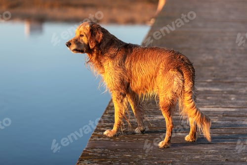 Preview: Wet golden retriever