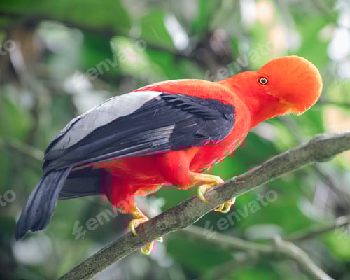 Preview: Andean Cock of the rock (rupicola peruviana). One of the most beautiful birds in the world