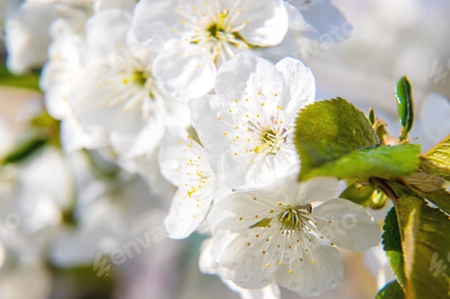 Preview: nature