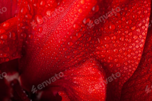 Preview: red winter christmas flower amaryllis Merry Christmas close-up