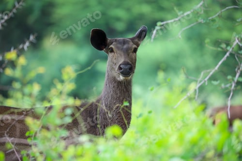Vista previa: Deer in Lush Green Forest
