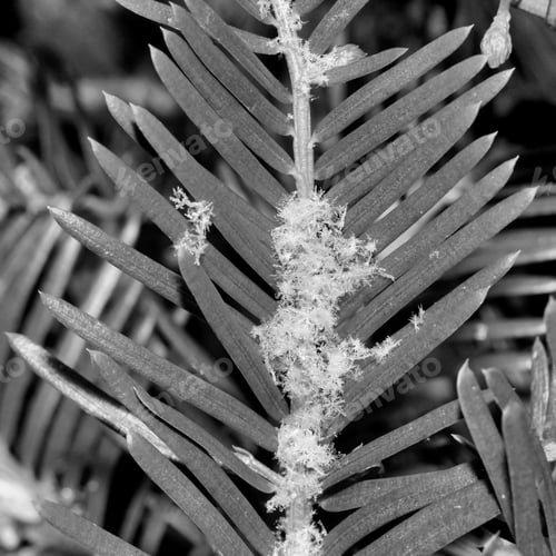 Preview: Snowflakes On Evergreen Bush - Close Up Black And White Photograph Of Snowflakes On An Evergreen