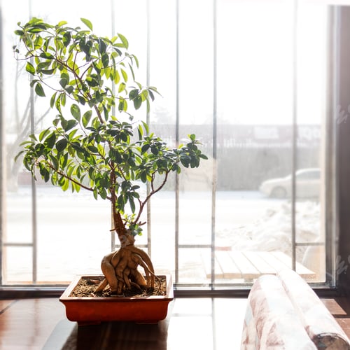 Preview: japanese plants live bonsai plant in a pot on the window.