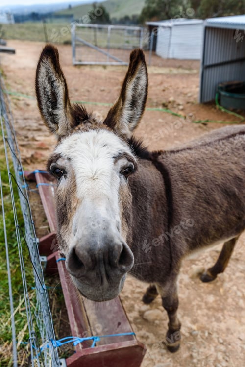 Preview: Curious donkey standing in a fenced enclosure, looking at the camera.