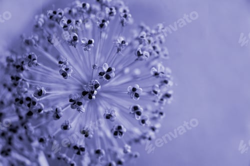 Preview: Color of 2022 year very peri. copy space.