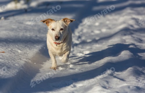 Preview: Dog in winter forest