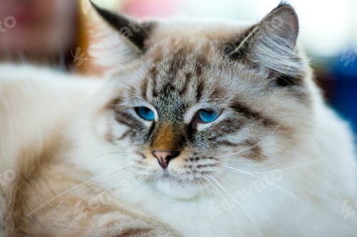 Preview: Ragamuffin cat portrait