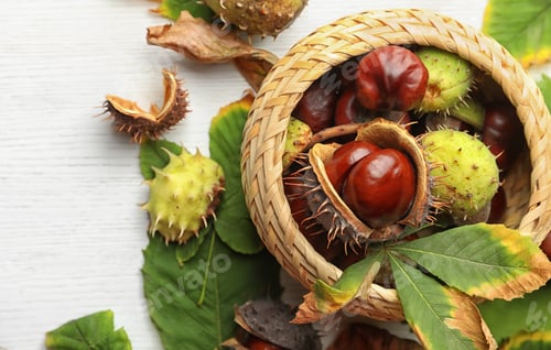 Preview: Horse chestnuts in wicker basket on white wooden table, flat lay