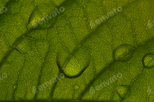 Preview: Close-up view of the green leaf with backlit