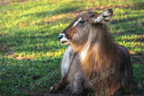 Preview: Female Waterbuck Head (Kobus ellipsiprymnus)
