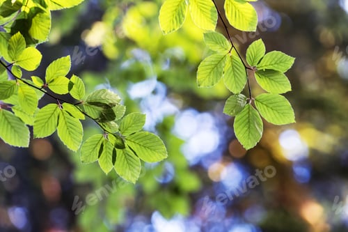 Preview: Closeup nature view of green beech leaf on spring twigs
