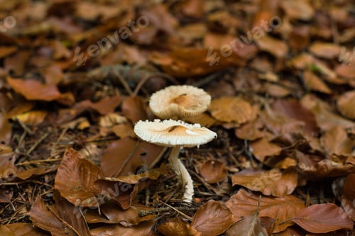 Preview: High-angle closeup of Lepiota cristata yellow leaves blurred background