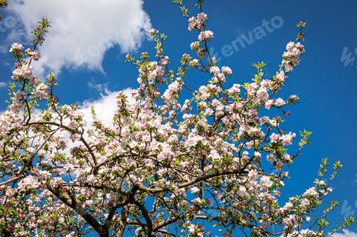 Preview: Blooming flowers in Poland in sunny day
