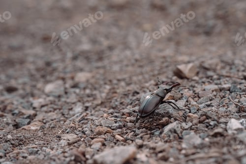 Preview: Stag Beetle on Rocky Ground in Natural Setting