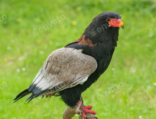 Preview: Portrait of a sub-saharan eagle with red and black face