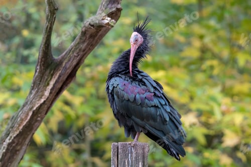 Preview: Close up view of northern bald ibis