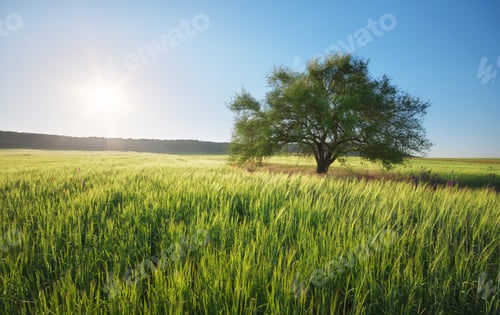 Preview: Green meadow and tree.