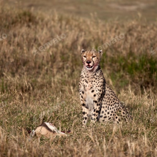 Preview: Cheetah sitting with prey, Serengeti National Park, Tanzania, Africa