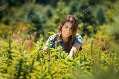 Preview: A woman clipping and pruning young conifer or pine trees in a plant nursery.