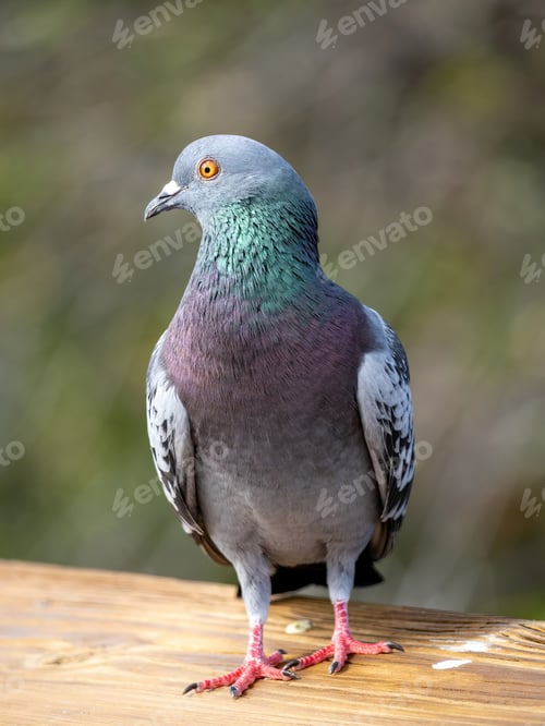 Preview: Vertical closeup of a Feral pigeon on a wooden material
