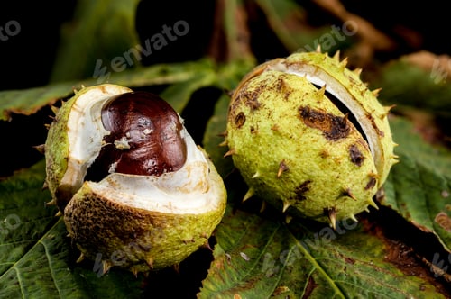 Preview: Close-up of a horse chestnut seed emerging from its spiky green husk