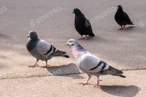 Preview: Flock of pigeons in a park under the sunlight with a blurry background