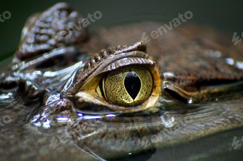 Preview: Closeup shot of an alligator's eye coming out from under water