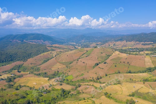 Preview: Fresh paddy rice, green agricultural field in countryside or rural area in Asia. Nature landscape.