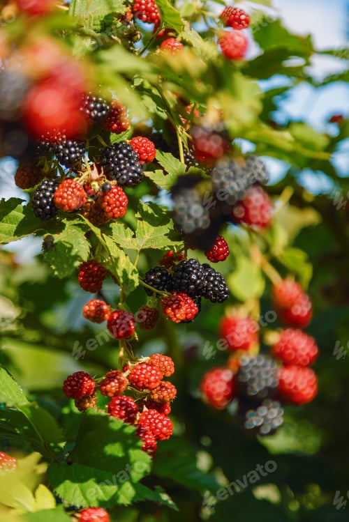 Preview: Close-up of a blackberry bush with clusters of ripe and unripe blackberries, illuminated by sunlight