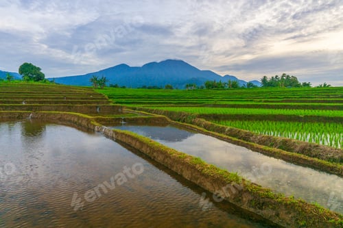 Preview: indonesia beauty landscape paddy fields in north bengkulu natural beautiful morning view from asia