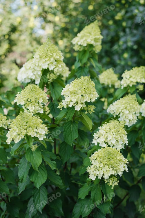 Preview: Large bush with white flowers paniculate hydrangea Polar Bear in the garden