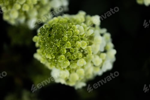 Preview: closeup hydrangea. Beautiful natural background with delicate white hydrangea flowers in landscape
