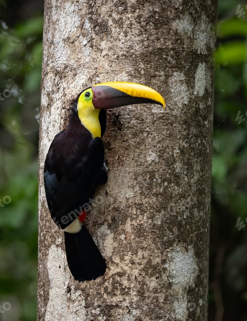 Preview: A Toucan in Costa Rica