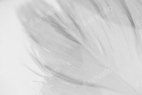 Preview: Close-up feather detail on white background. Concept of tenderness, macro