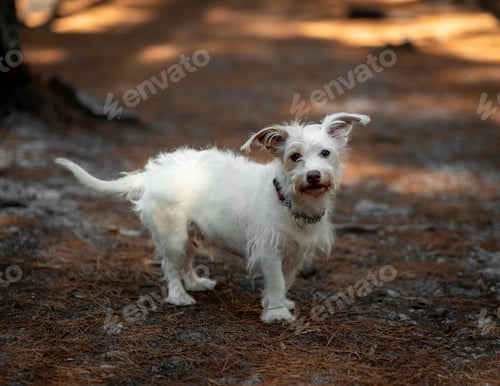 Preview: White dog standing on a forest path