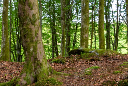 Preview: Mossy Trees In a Beech Forest