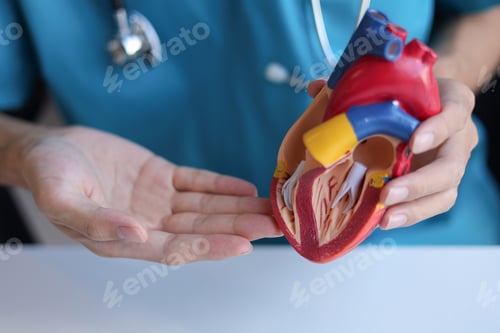 Preview: Doctor using heart model to explain blood flows direction.