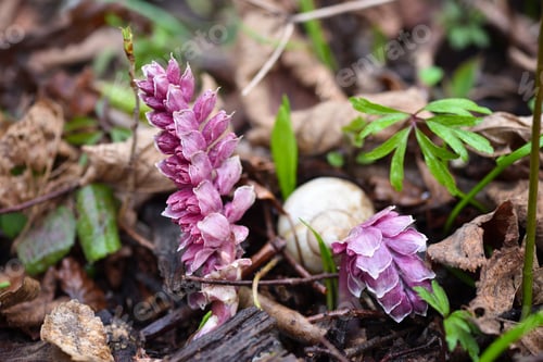 Preview: Blooming plant Lathraea squamaria in the spring forest