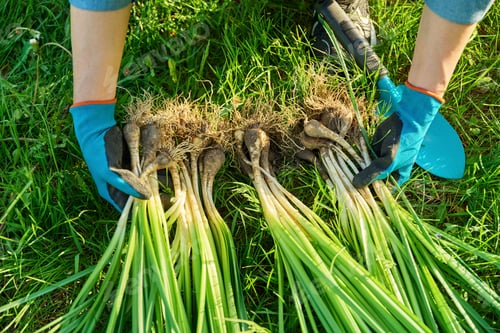Preview: Close-up of the spring division of the bush of wild daffodil