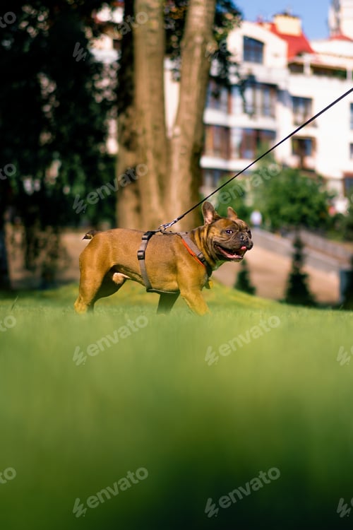 Preview: small cute french bulldog dog on a leash on a walk in the park playing and walking dog portrait