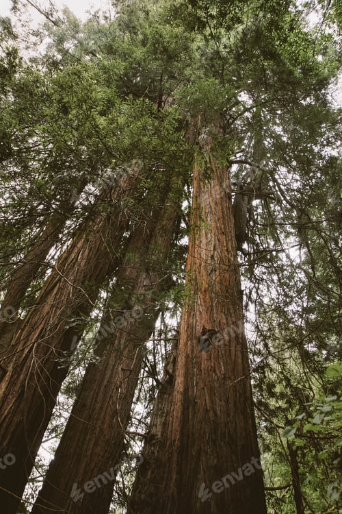 Preview: Tall majestic sequoias grow together in a grove in Northern California