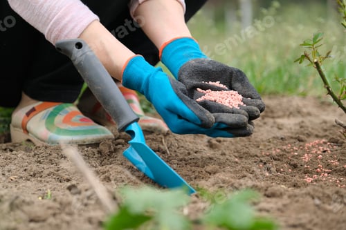 Preview: Mineral chemical granulated fertilizer in hands of woman working in spring garden