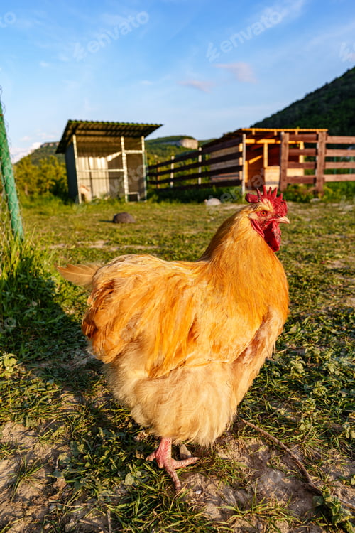 Preview: A vibrant golden hen standing in a lush green field under a clear sky